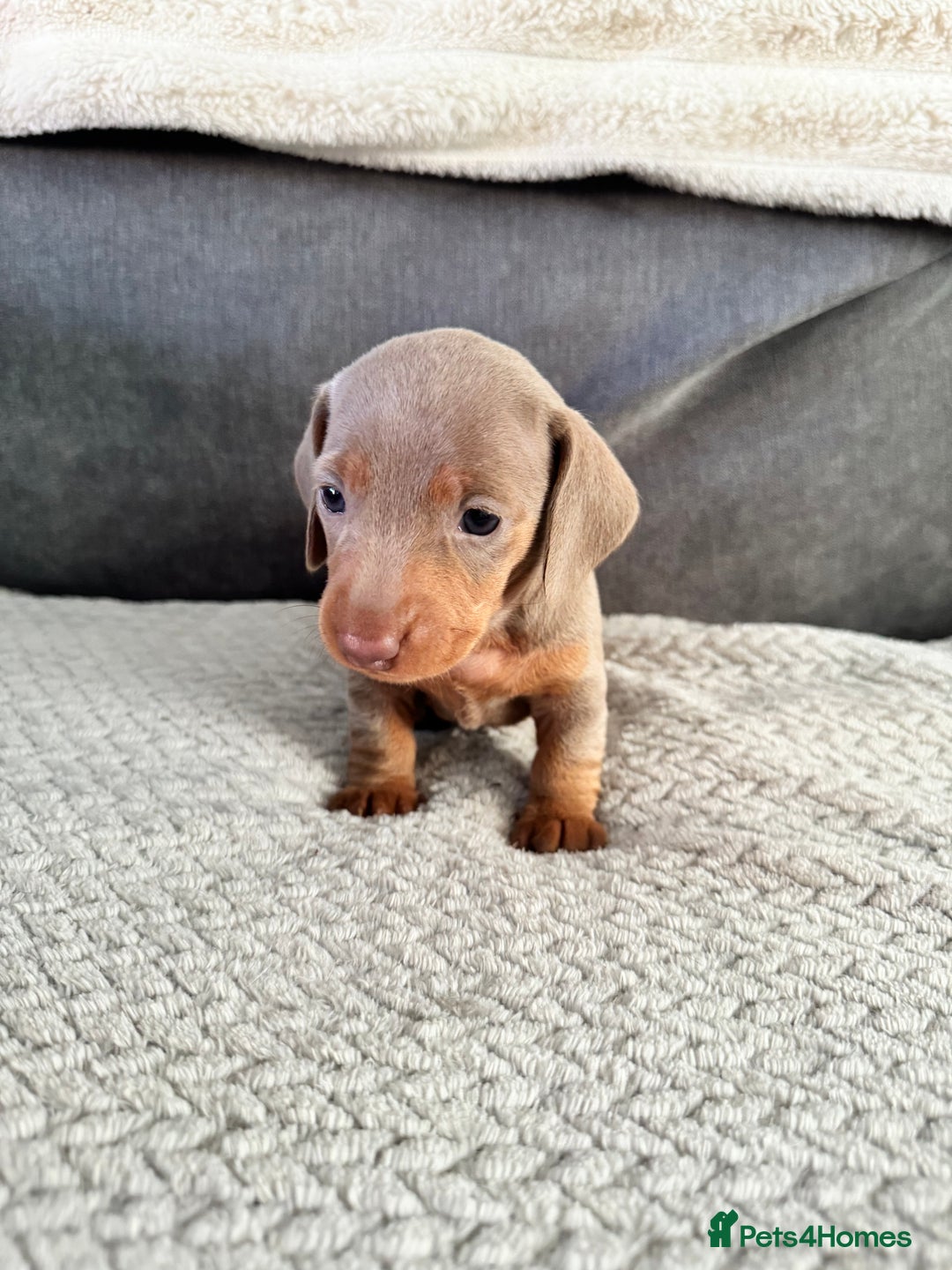 Miniature Dachshund dogs for sale: Miniature dachshund puppies - Image 1