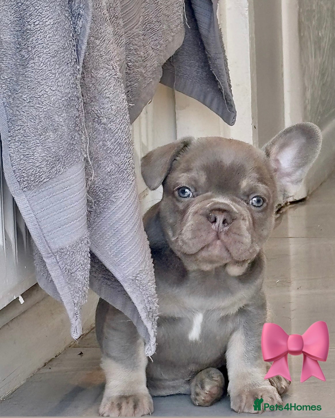 French Bulldog dogs 🤎🐻 Beautiful Quality Baby Dogs  🐻🤎 - Advert 12
