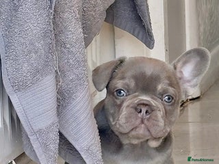 French Bulldog dogs 🤎🐻 Beautiful Quality Baby Dogs 🐻🤎 - Advert 1