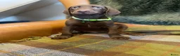 German Shorthaired Pointer dogs for sale: Stunning pups - Advert 7