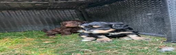 Cockapoo dogs for sale: 6 Beautiful Cockerpoos Puppies  - Advert 8