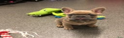 French Bulldog dogs for stud: 🇫🇷 French Bulldog For Stud  🇫🇷 in Croydon - Advert 16