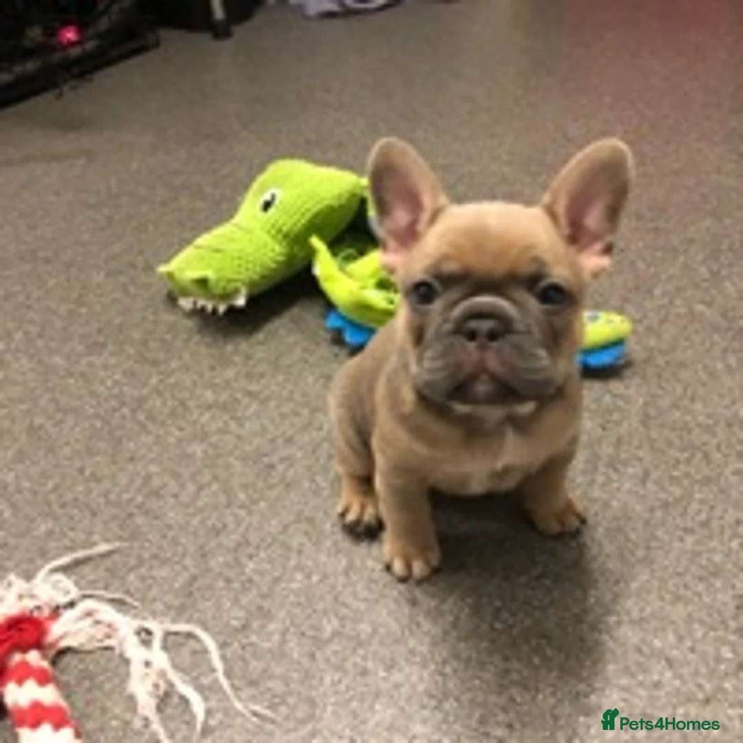 French Bulldog dogs for stud: 🇫🇷 French Bulldog For Stud  🇫🇷 in Croydon - Advert 16