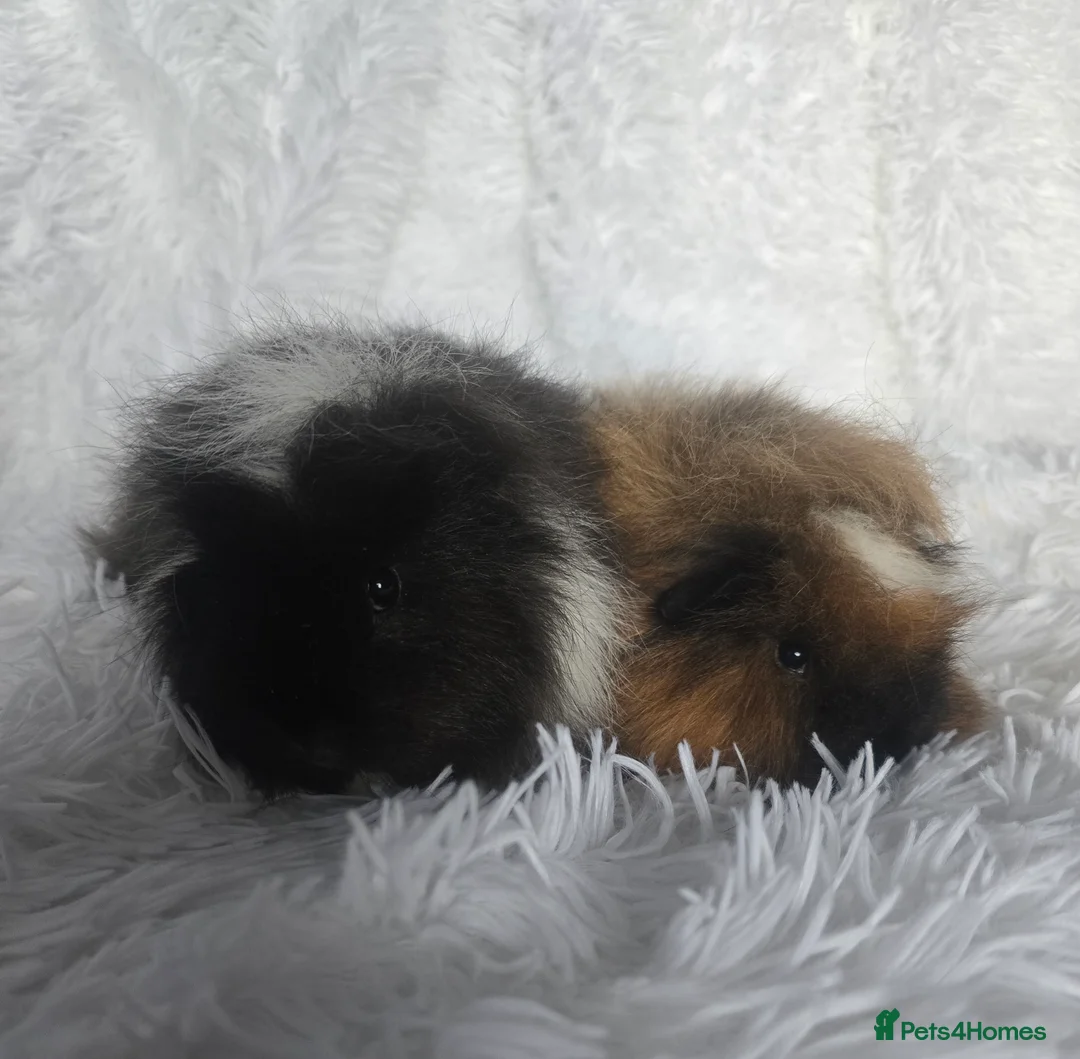 Guinea Pig rodents for sale: Fluffy Guinea Pigs - Advert 2