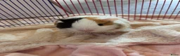 Guinea Pig rodents for sale: 2 Female Guinea Pigs  - Advert 10