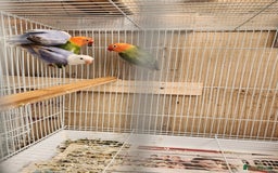 Lovebirds birds for sale:  PIED OPALINE AND GREEN OPA FOR SALE - Image 3