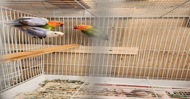 Lovebirds birds - Advert 2