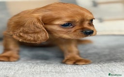 King Charles Spaniel dogs for sale: Beautiful cavalier puppies  - Image 8