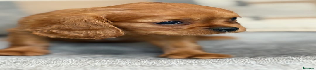 King Charles Spaniel Puppy 3