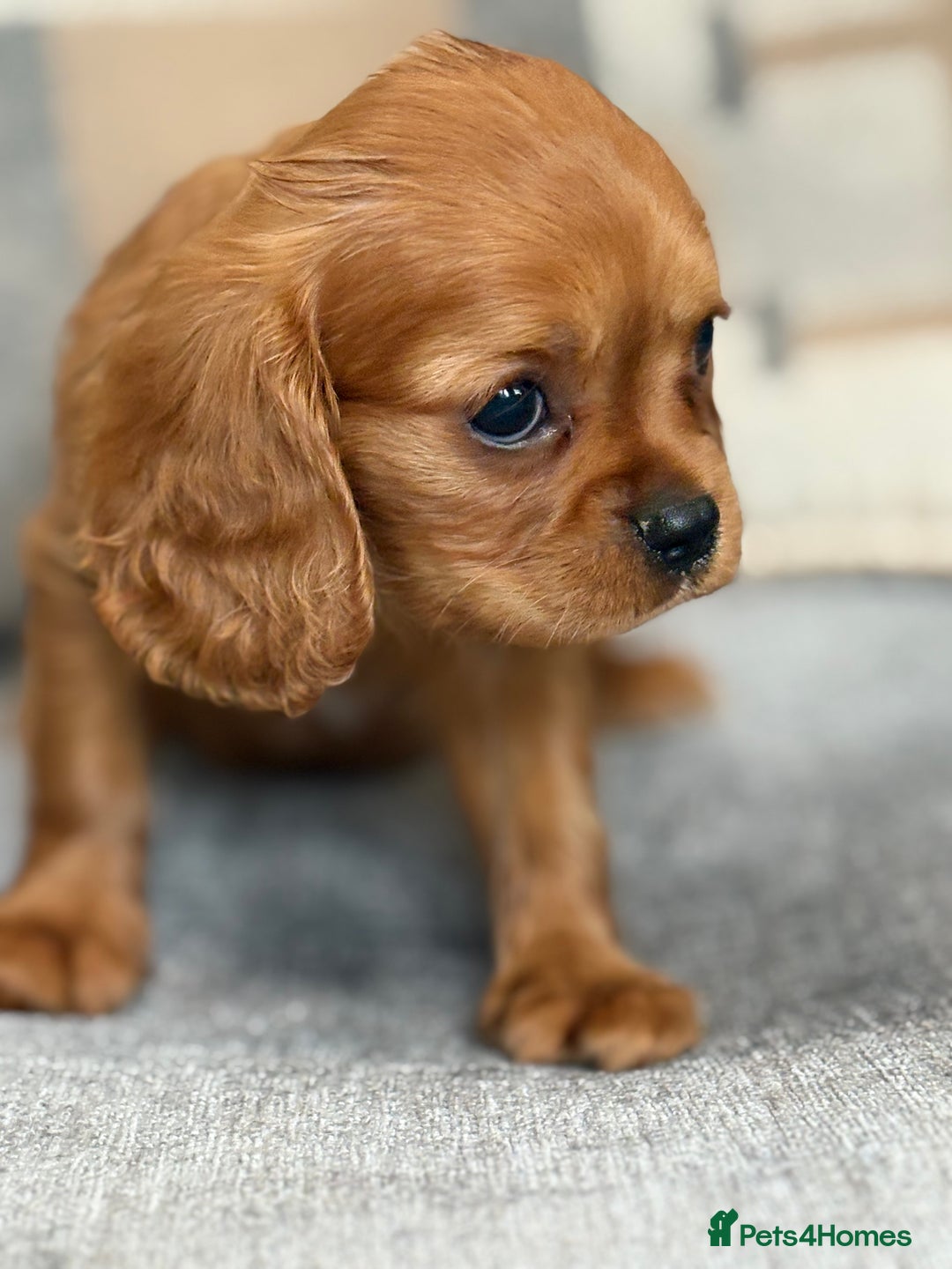 King Charles Spaniel dogs for sale: Beautiful cavalier puppies  - Image 8