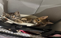 Mixed Breed cats for sale: Kittens looking for forever home  - Advert 17