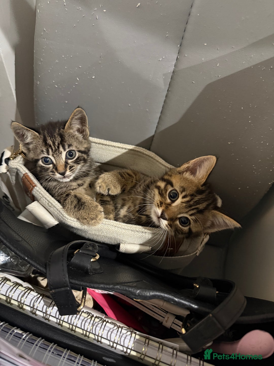 Mixed Breed cats for sale: Kittens looking for forever home  - Advert 17