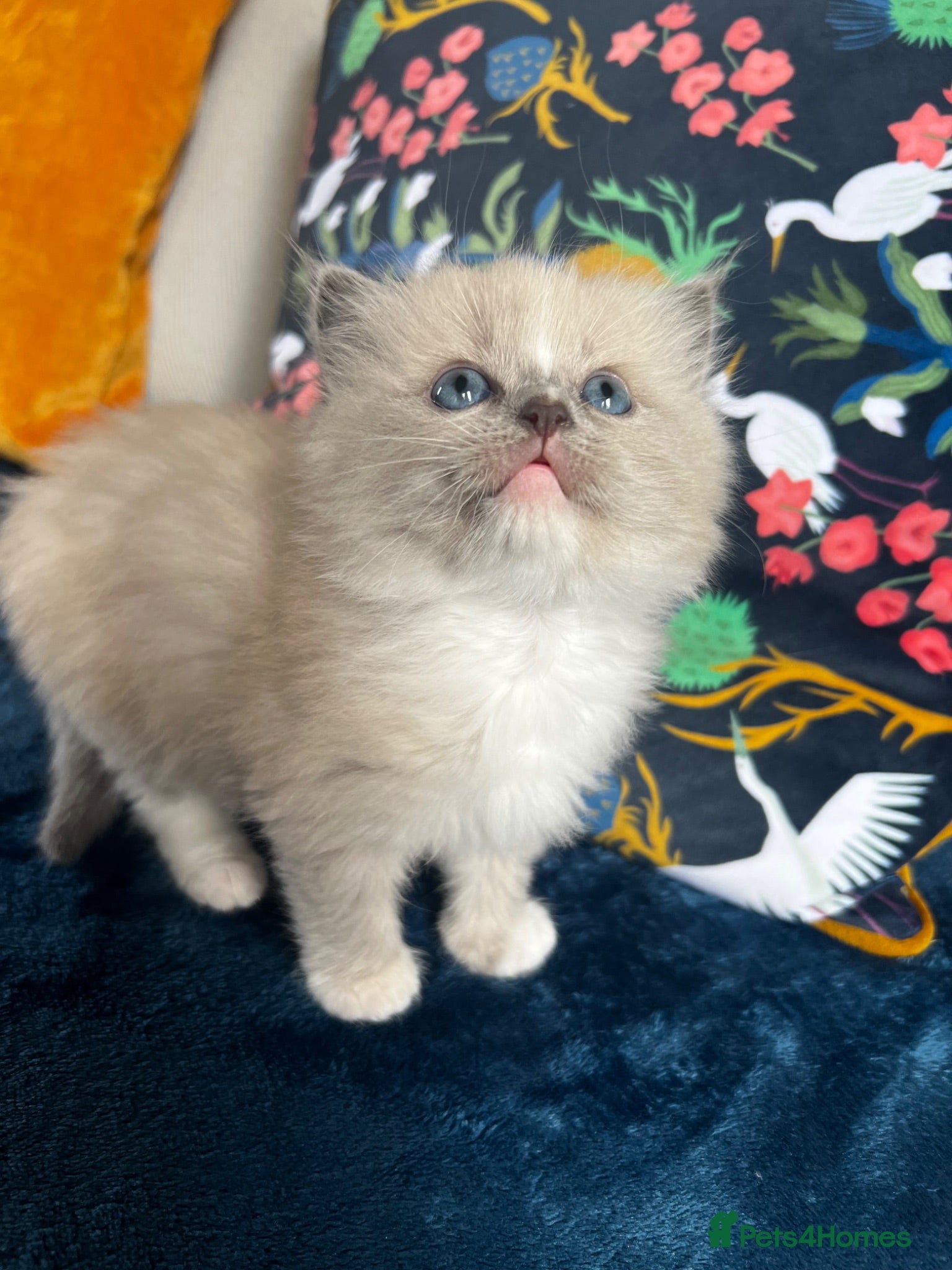 Ragdoll cats TICA Registered kitten - Advert 5