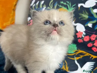 Ragdoll cats TICA Registered kitten - Advert 1