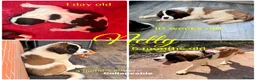 Saint Bernard dogs for sale: Kc registered Saint Bernard pups  - Advert 6