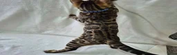 Bengal cats for sale: 1 LEFT!! ✨ Beautiful Bengal Kittens✨ - Advert 4