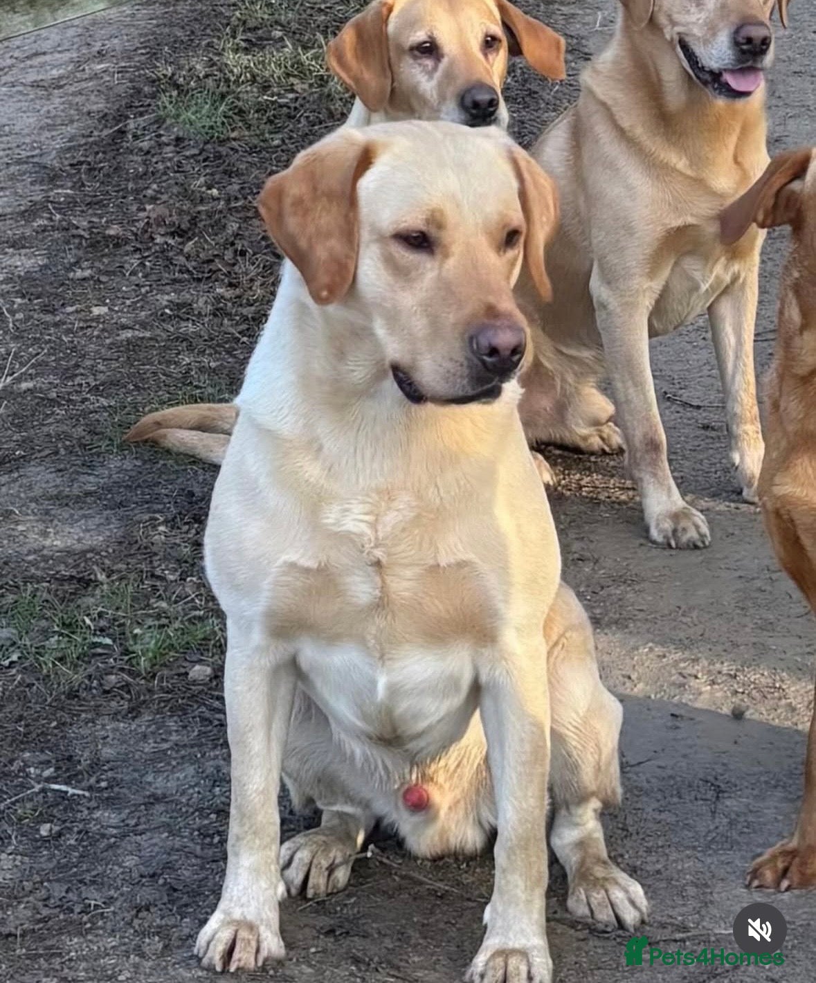 Labrador Retriever dogs DAPPER ALBERT, available now! - Advert 1