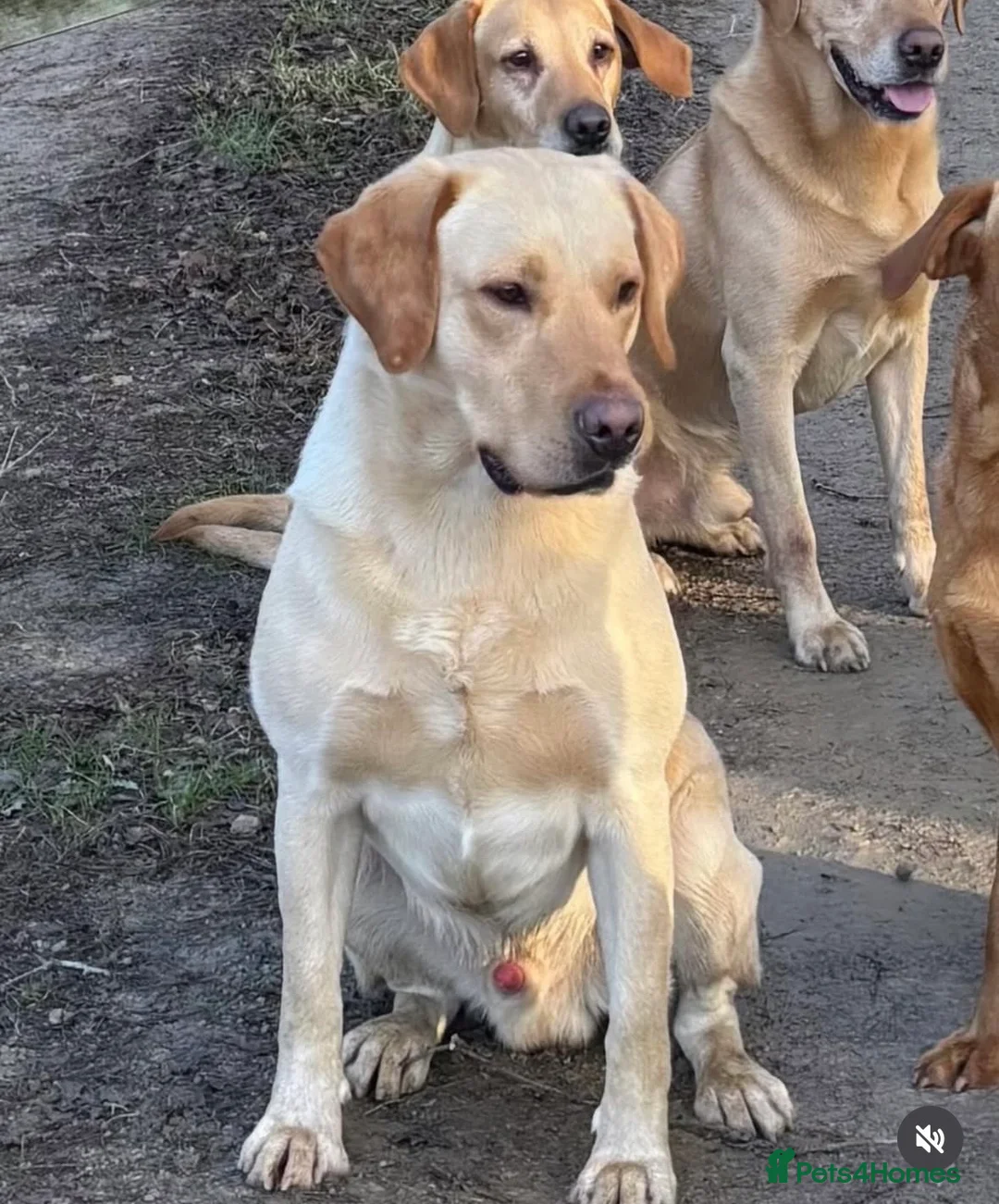 Labrador Retriever dogs for stud: DAPPER ALBERT, available now! - Advert 1