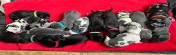 Great Dane dogs for stud: KC reg Dane for stud  - Advert 3