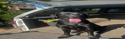 Labrador Retriever dogs for sale: Labrador Puppies - Advert 4