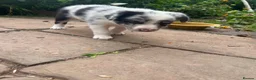 Border Collie dogs for sale: Beautiful Blue Merle Collie Puppies  in Hereford - Advert 5
