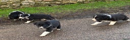 Border Collie dogs for sale: Lovely Border Collie puppies - Advert 2