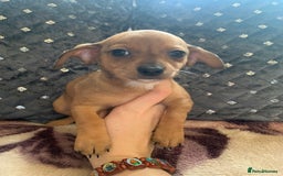Chiweenie dogs for sale: READY NOW ! 3 cheweenies available  - Image 21