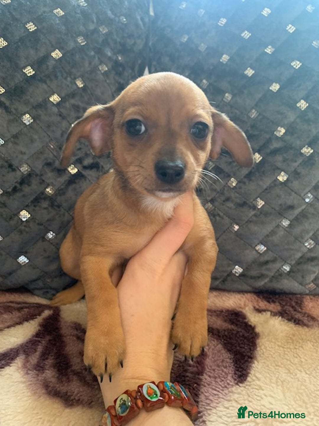 Chiweenie dogs for sale: READY NOW ! 3 cheweenies available  - Image 21