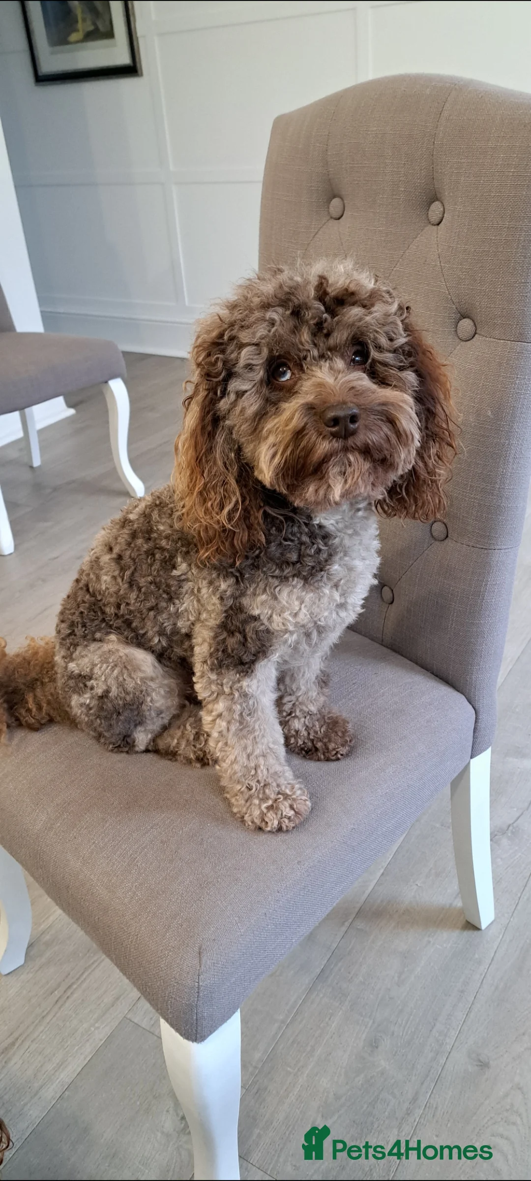 Poodle dogs for stud: Cockapoo stud chocolate merle  in Bristol - Advert 4
