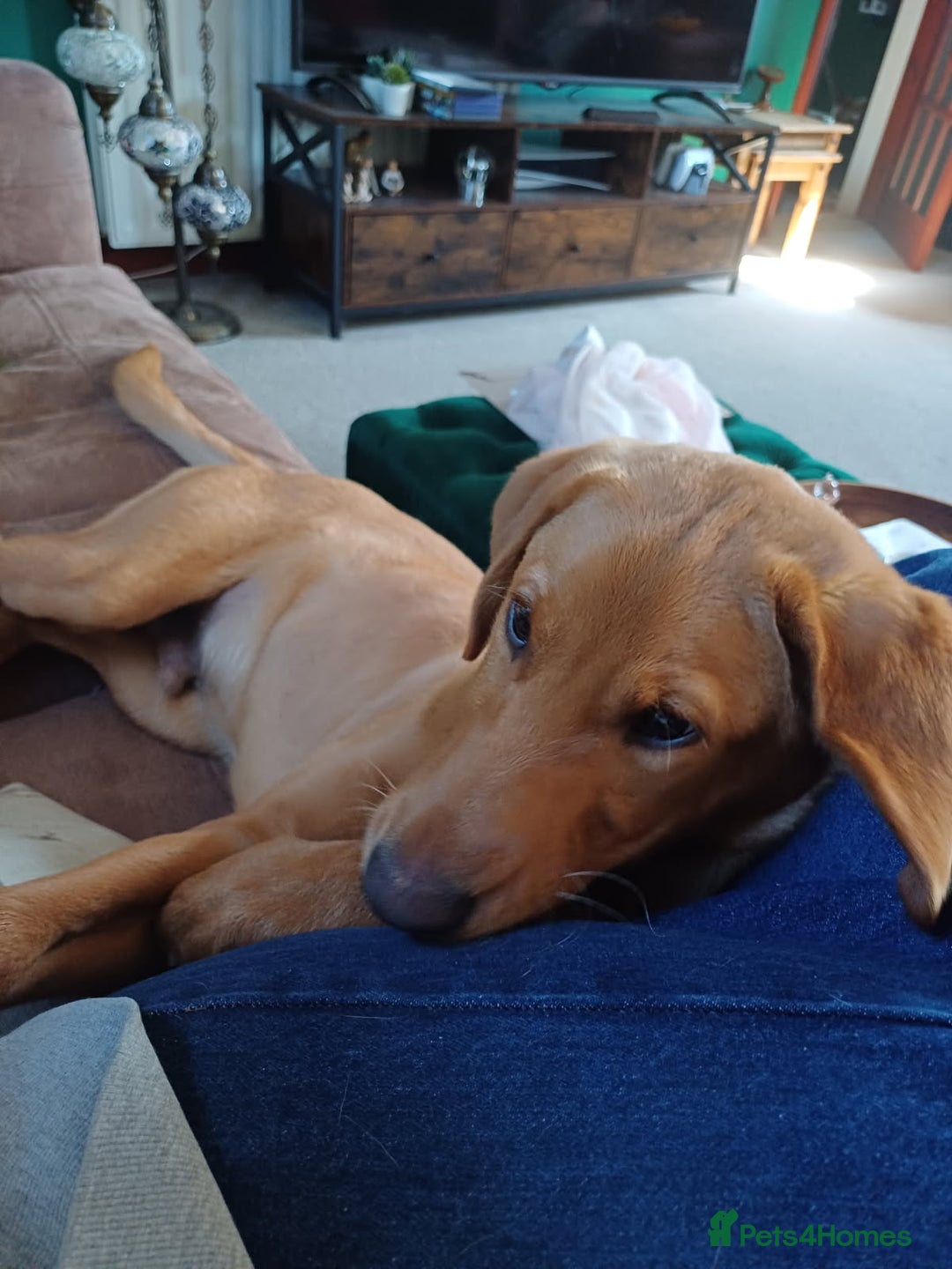 Labrador Retriever dogs for sale: Fox Red Labrador Boy 9 months old. - Image 6