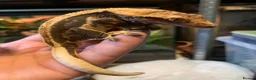 Gecko reptiles for sale: Gecko’s for sale - Advert 5