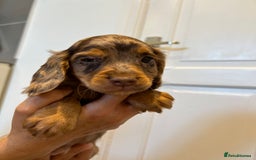 Cocker Spaniel dogs for sale: Super rare and unique show type dna tested Kc reg  - Image 23