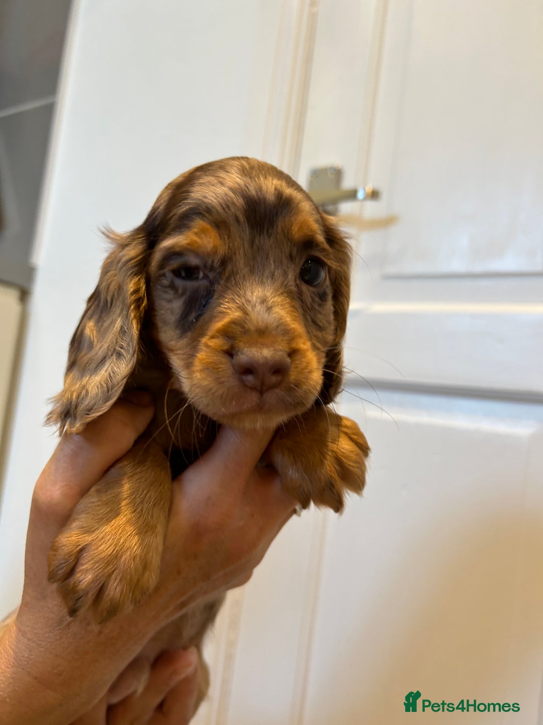 Cocker Spaniel dogs for sale: Super rare and unique show type dna tested Kc reg  - Image 23