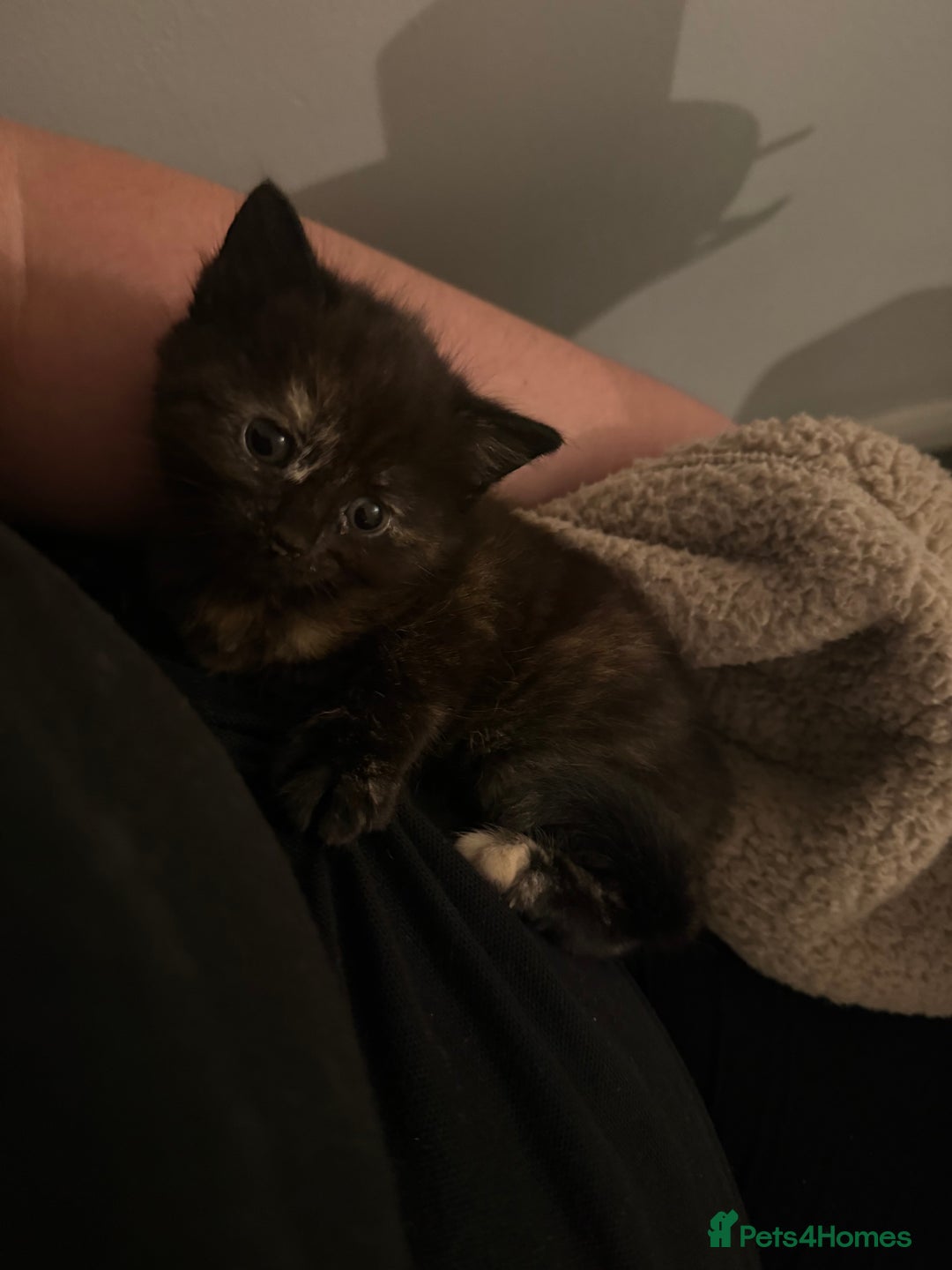 British Shorthair cats for sale: Kittens  - Advert 2