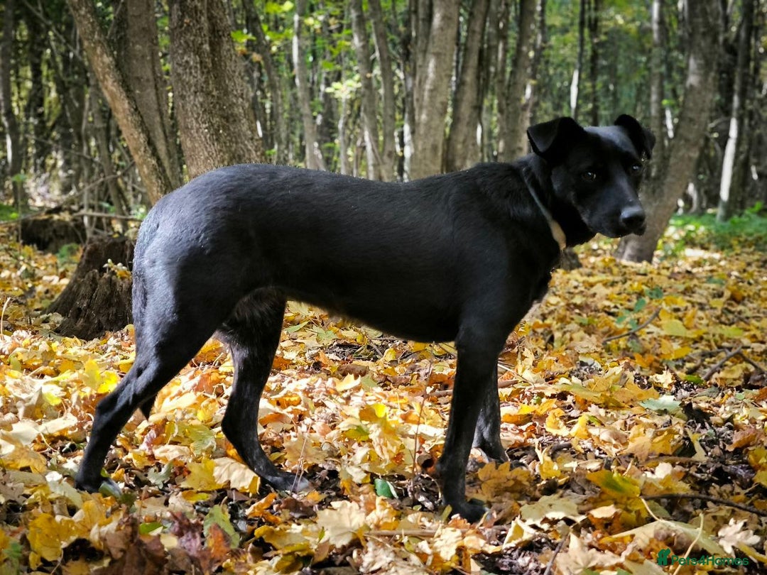 Mixed Breed dogs for adoption: ❤️Blacky❤️1.5 yo upper-medium girl-Labrador cross - Advert 6