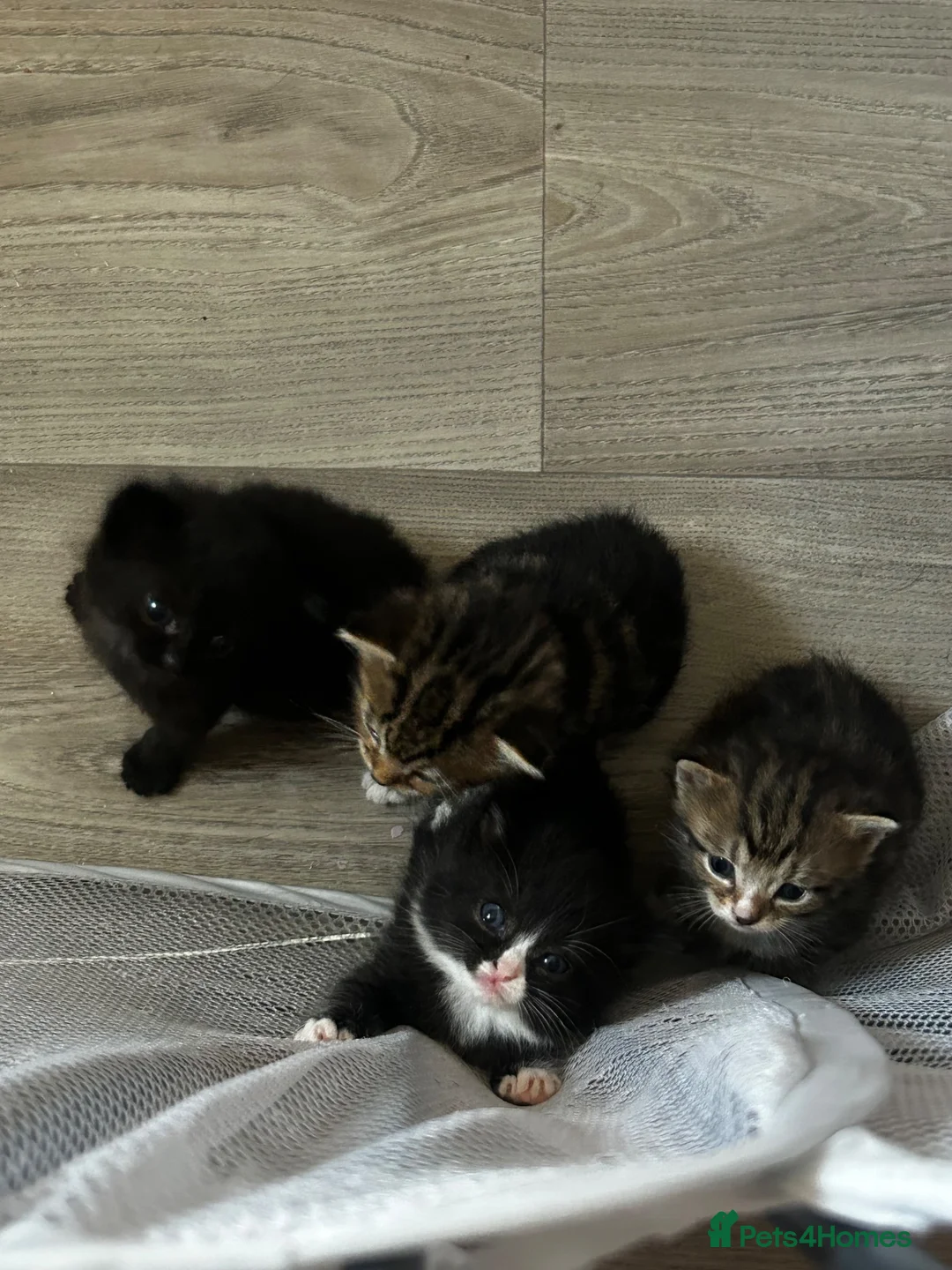 Mixed Breed cats for sale: 7 gorgeous kittens available  - Advert 12