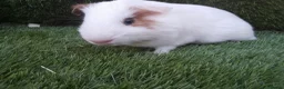 Guinea Pig rodents for sale: Male guinea pig Boys  - Advert 4