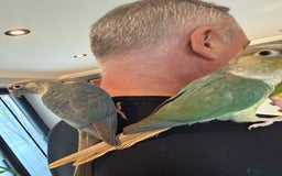 Conures birds for sale: Baby Hand Reared Conures 18 weeks Old - Image 2