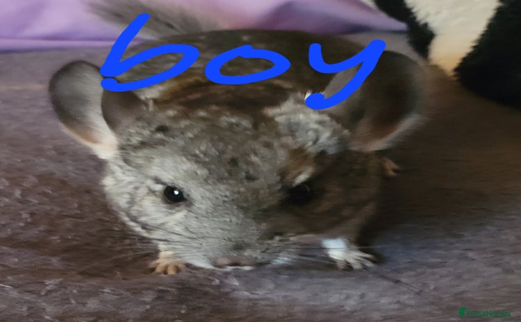 Chinchilla rodents - Advert 2