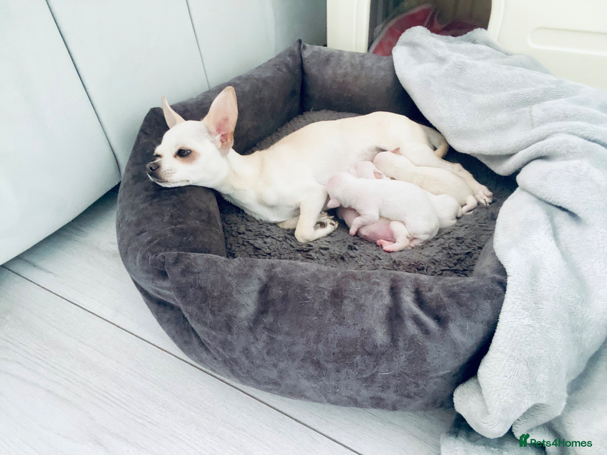 Chihuahua dogs for sale: Last Baby Boy Chihuahua  in Manchester - Advert 2