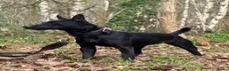 Patterdale Terrier dogs for sale: Female Patterdale Terriers for sale - Advert 2