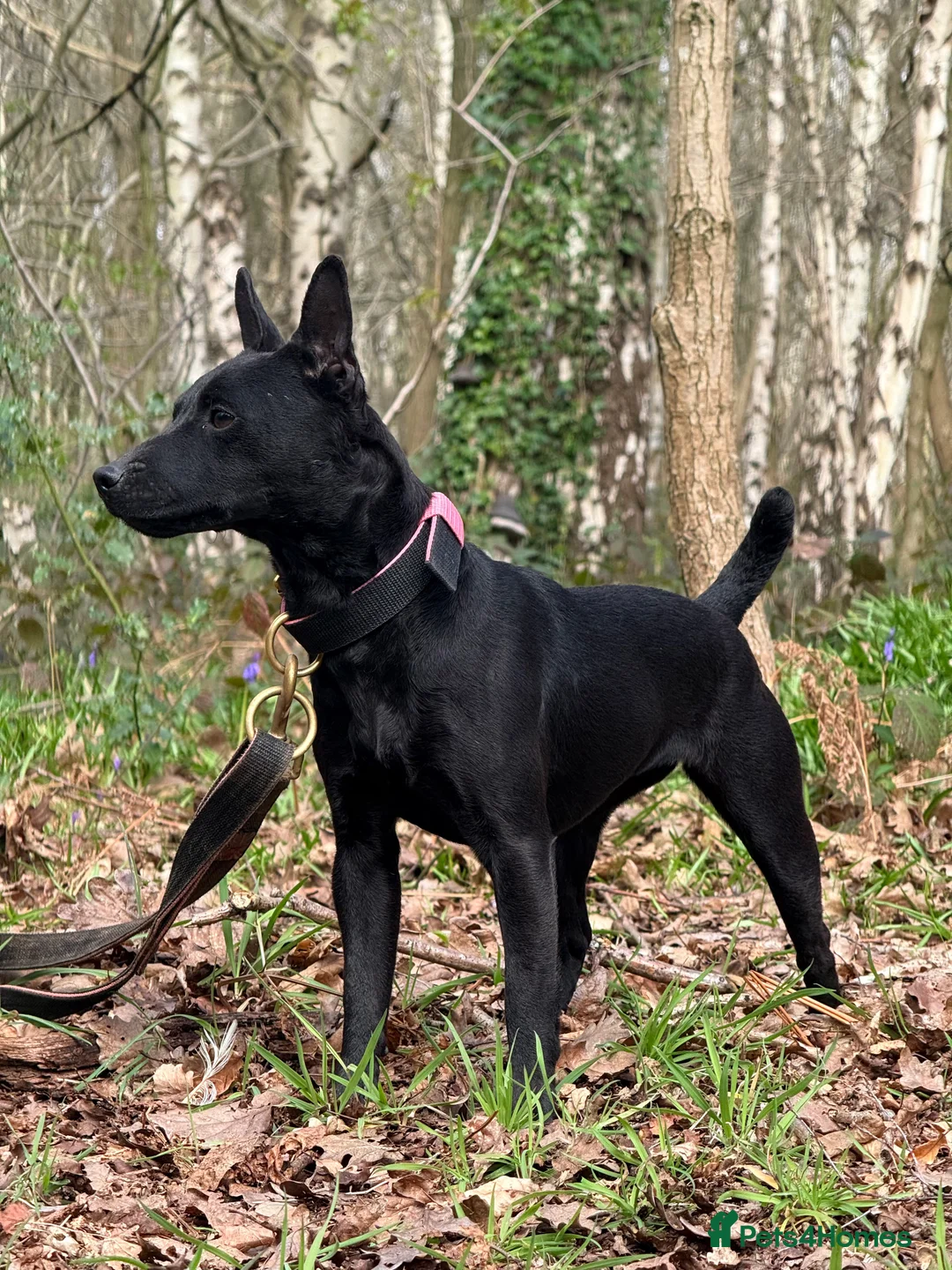 Patterdale Terrier dogs for sale: Female Patterdale Terriers for sale - Advert 2