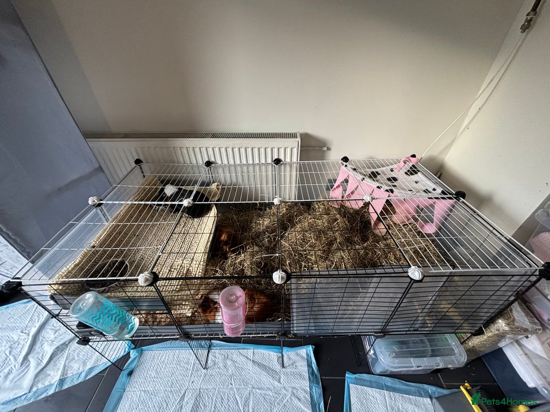 Guinea Pig rodents for sale: 4 girl guinea pigs plus cage and accessories  - Image 1