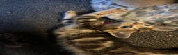 Bengal cats for sale: Beautiful bengal mix British short hair  Mainecoon - Advert 9