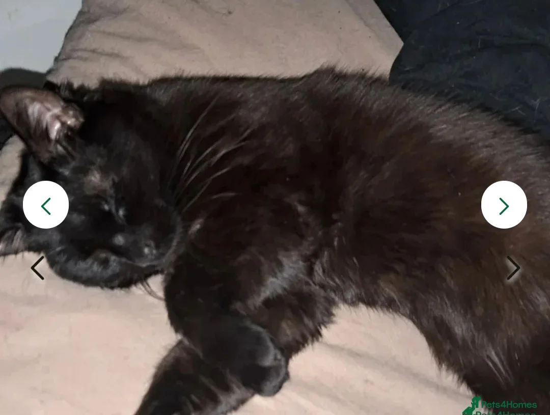 Mixed Breed cats for sale: Rehoming Ash and Gizmo  - Advert 16