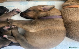 Mixed Breed dogs for sale: Bullmastiff Shepherd Hybrid  - Image 3