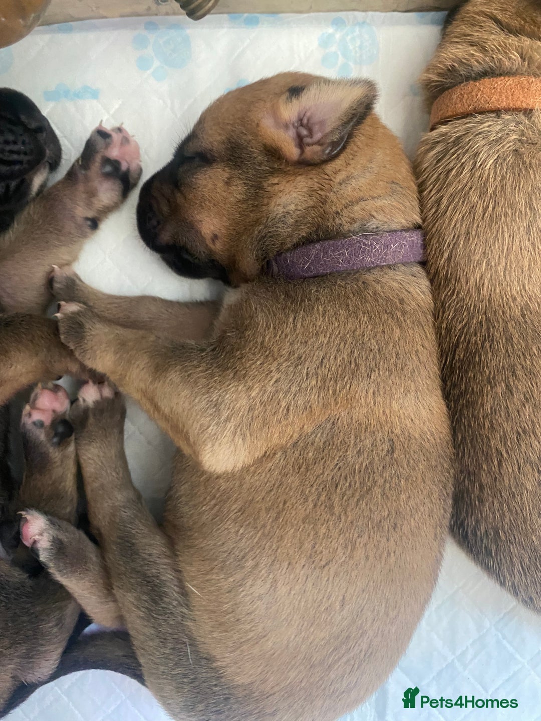Mixed Breed dogs for sale: Bullmastiff Shepherd Hybrid  - Image 3