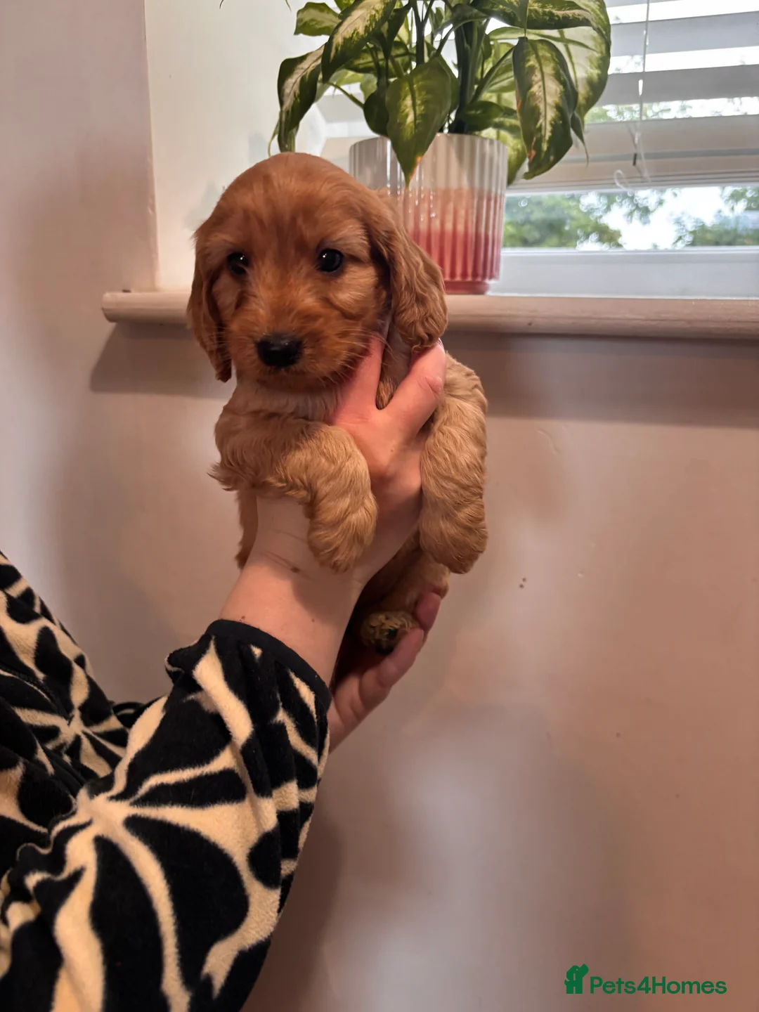 Cockapoo dogs for sale: Beautiful F1 Cockapoos  - Advert 8