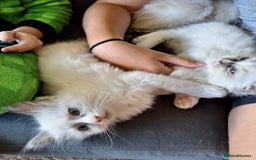 Ragdoll cats for sale: Beautiful Bluey  -unique little fluffy lovelies  - Image 20