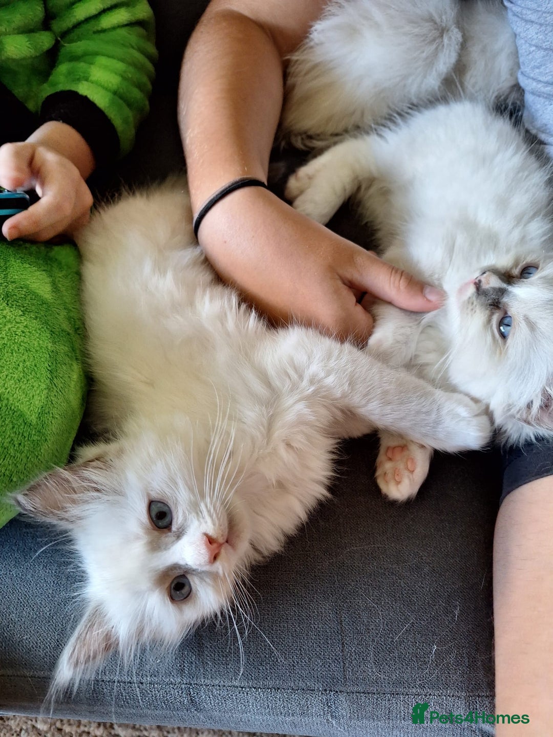 Ragdoll cats for sale: Beautiful Bluey  -unique little fluffy lovelies  - Image 20